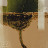 Aquela Kombucha Lata 25cl Hoja de Higuera