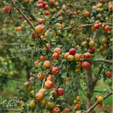 Zumiño Garrafa de Vidro 25cl RubÍ