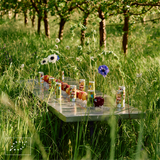 Aquela Kombucha Can 25cl Apple
